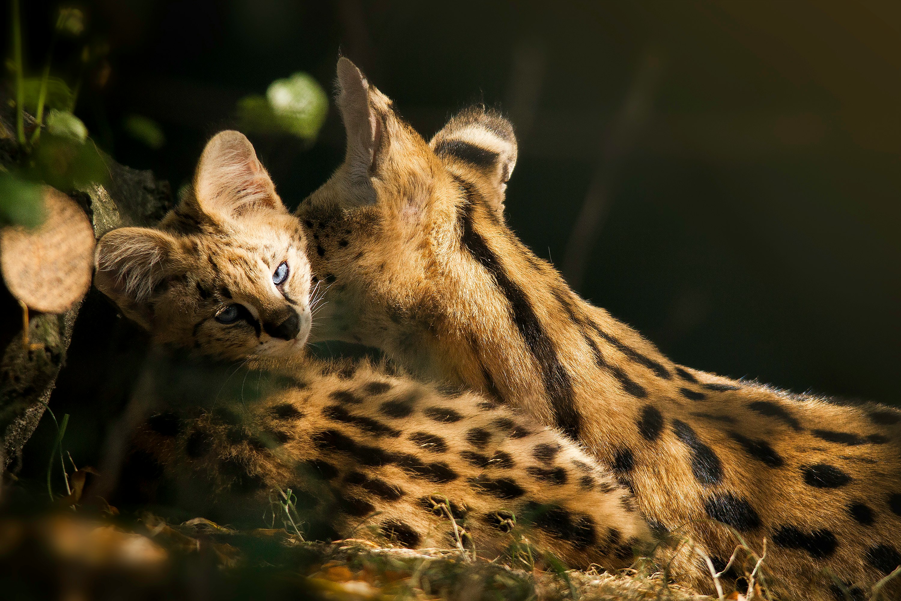 cheetah and cub on forest